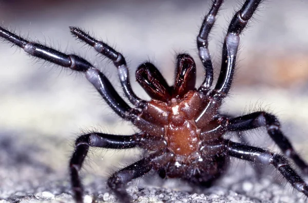 Sydney Funnel Web Araignée Position Grève — Photo