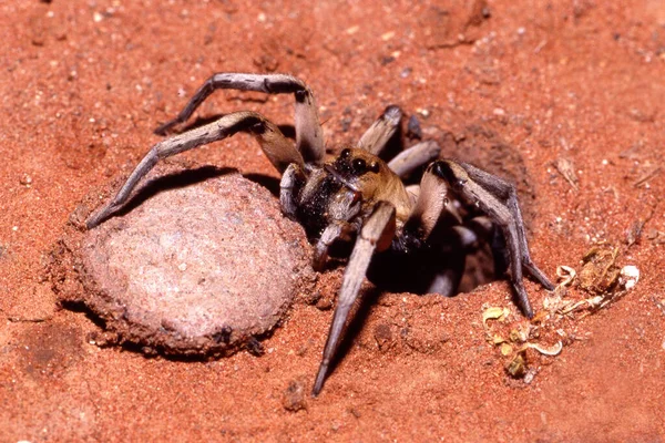 Trapdor Spindel Vid Hålingången — Stockfoto