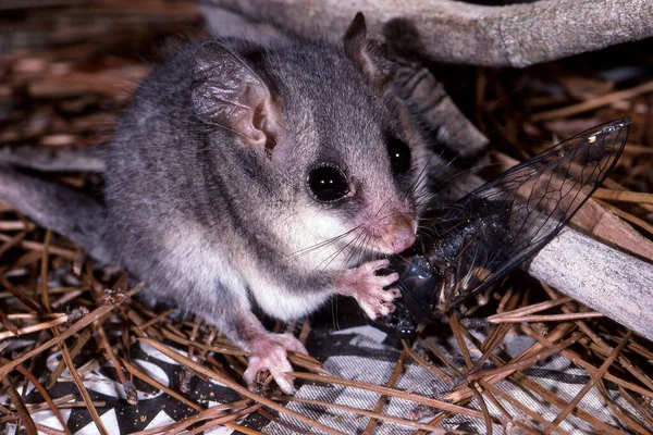 Eastern Pygmy Possum Eating Cicada — Stock Photo, Image