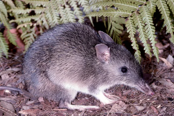 Australische Bandicoot Met Lange Neus — Stockfoto