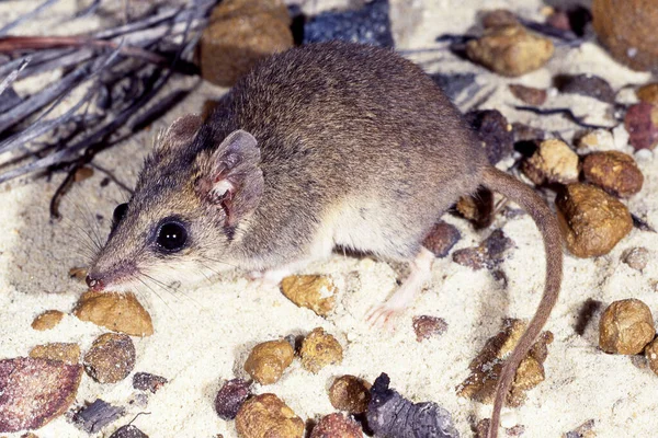 Australian Common Dunnart Marsupial — Stock Photo, Image