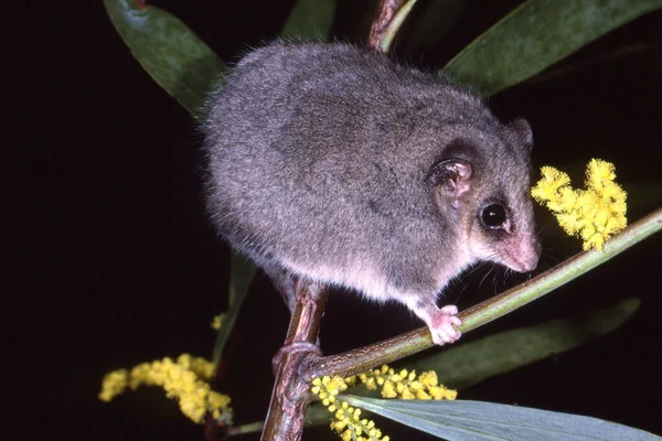 Australian Eastern Pygmy Possum — Stock Photo, Image