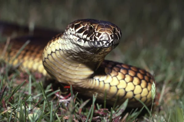 Australische Hochlandkupferkopfschlange — Stockfoto