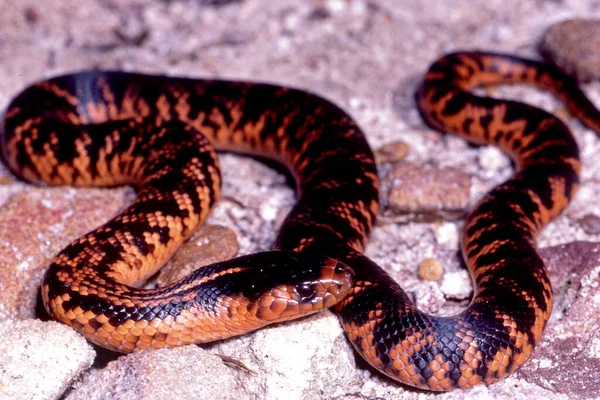 Avustralyalı nadir Collett 'in Yılanı