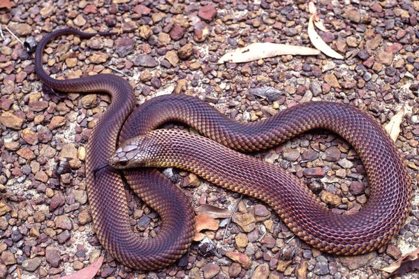 Mulga Rei Cobra Castanha — Fotografia de Stock