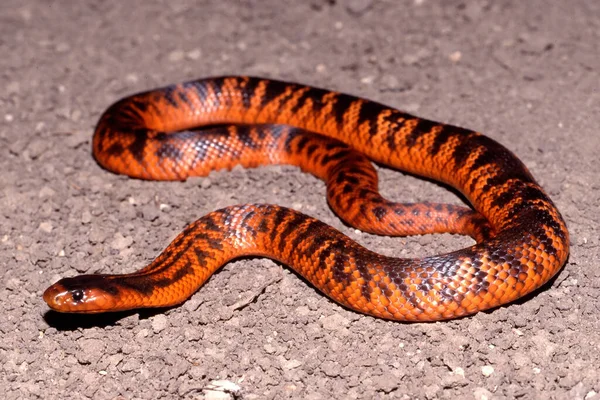 Australian Rare Collett Snake — Stock Photo, Image