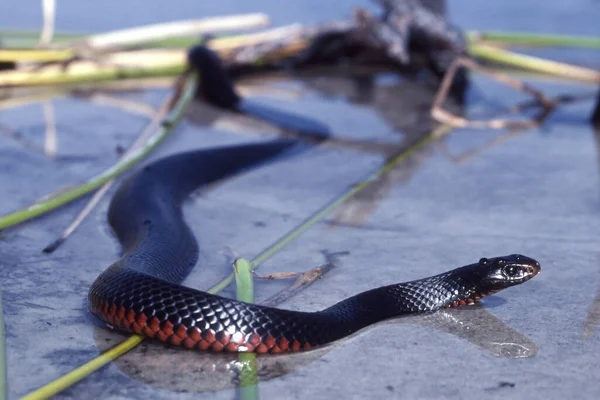 Cobra Negra Barriga Vermelha Nadando Água — Fotografia de Stock