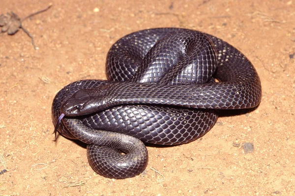 Cobra Negra Manchada Barriga Azul — Fotografia de Stock