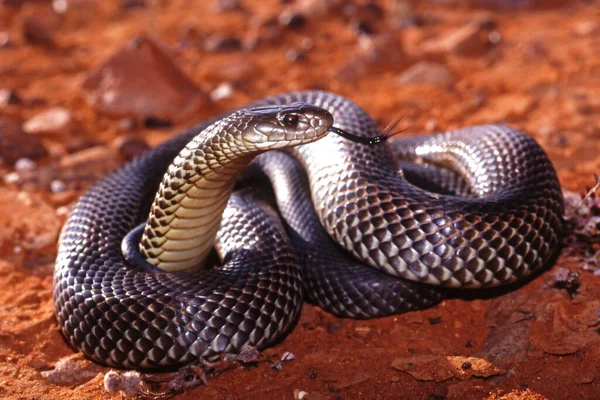Mulga Rei Cobra Castanha — Fotografia de Stock