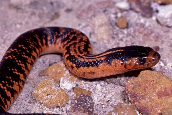 Serpent Collett Rare Australien — Photo