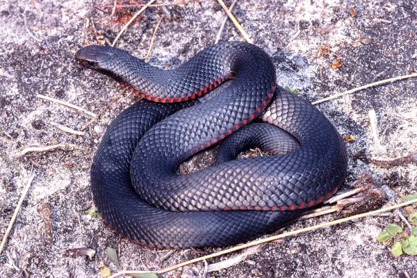 赤腹黒蛇 — ストック写真