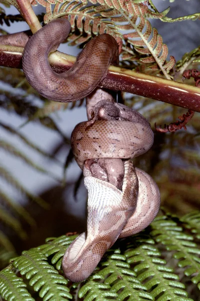 Tapis Juvénile Python Nourrissant Une Grenouille — Photo