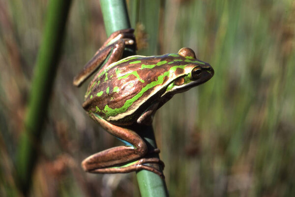 Зелёная и золотая лягушка