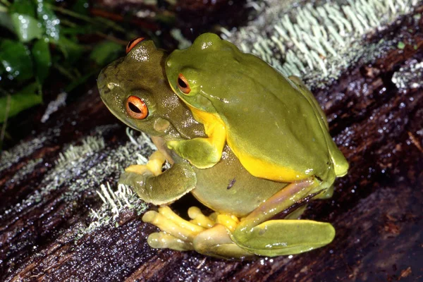 Par Ranas Arborícolas Ojos Rojos Amplexando — Foto de Stock