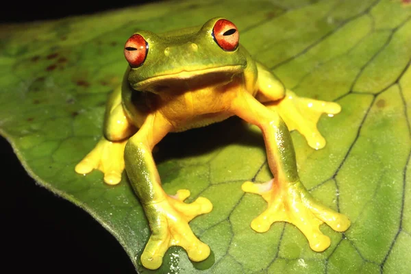Red Eyed Tree Frog — Stock Photo, Image