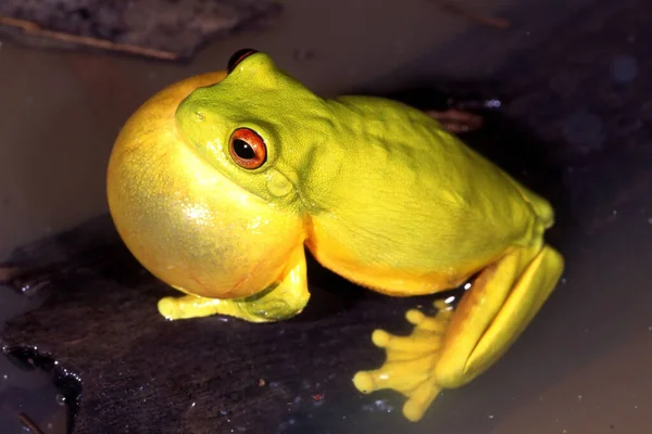 Rotäugiger Laubfrosch Ruft — Stockfoto