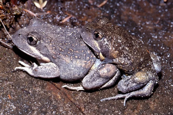 동양의 개구리 — 스톡 사진