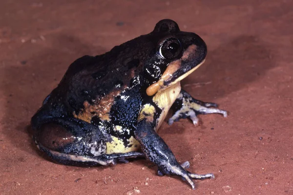 Australian Giant Banjo Frog — Stock fotografie