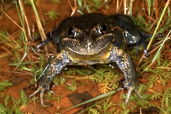 Östra Banjo Groda Översvämmad Damm — Stockfoto