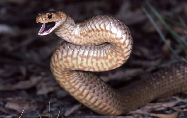 澳洲东布朗蛇袭击 — 图库照片