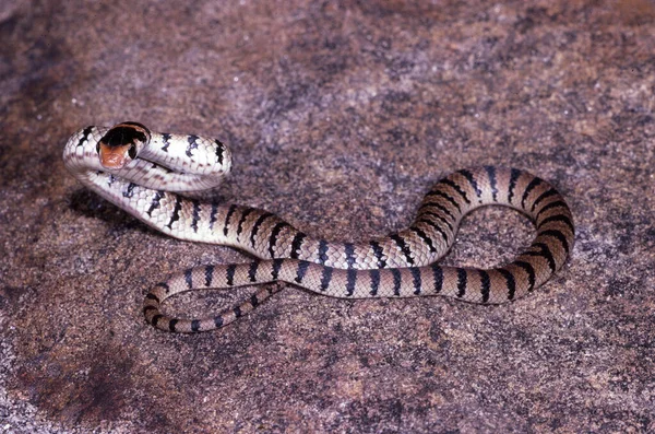 Joven Serpiente Marrón Oriental Altamente Venenosa — Foto de Stock