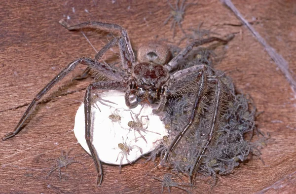 Jägare Spindel Med Dig — Stockfoto