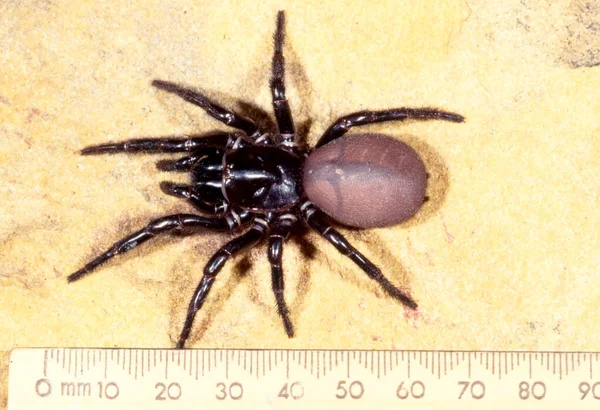 ブルーマウンテン Funnel Web Spide — ストック写真