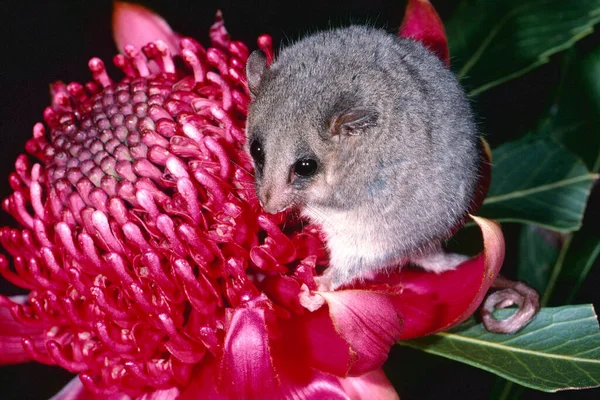 Australiska Östra Pygmy Possum — Stockfoto