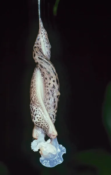 Australische Mating Leopard Slugs — Stockfoto