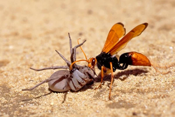 Guêpe Araignée Avec Proie — Photo