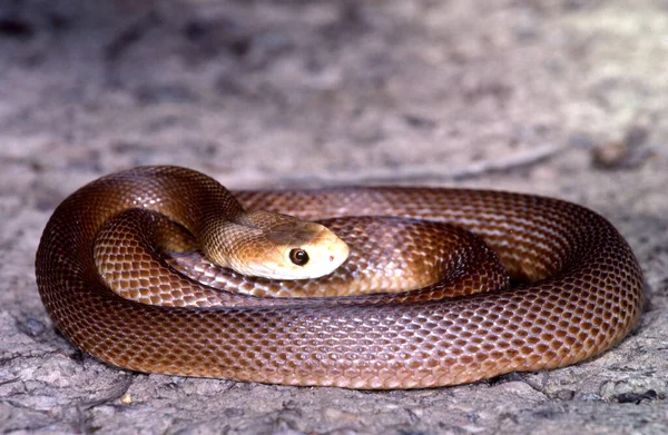 Serpente Taipan Costeira Australiana — Fotografia de Stock