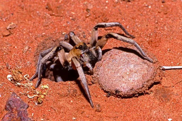 Tuzak Kapısı Dışında Örümcek Yuvası Var — Stok fotoğraf