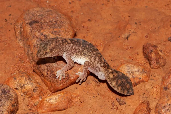 Ανατολικές Ερήμους Χοντρή Ουρά Gecko — Φωτογραφία Αρχείου