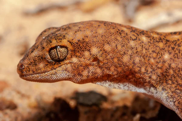 Australischer Fettschwanzgecko — Stockfoto