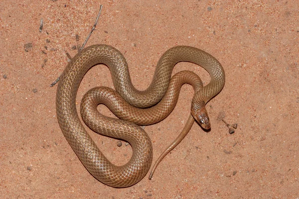 Australain Serpiente Anillada Marrón — Foto de Stock