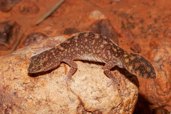 Λίπος Αυστραλίας Ουρά Gecko — Φωτογραφία Αρχείου