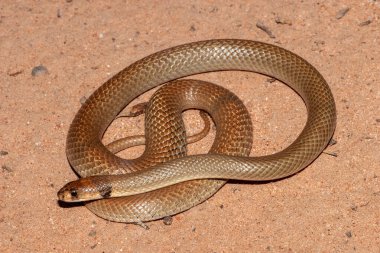 Avustralya Halkalı-Kahverengi Bukleli