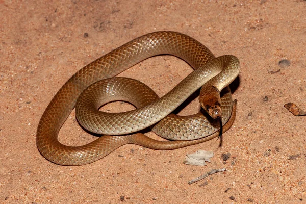 オーストラリアのリングブラウンのヘビのちらつき舌 — ストック写真