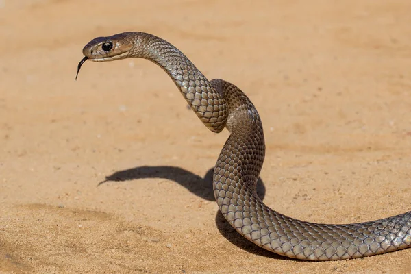 Australische Ostbraune Schlange Streikposition — Stockfoto