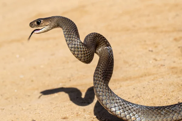 Östliche Braune Schlange Streikposition — Stockfoto