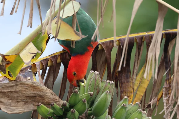 Hombre Australiano Rey Loro Alimentación Plátano — Foto de Stock