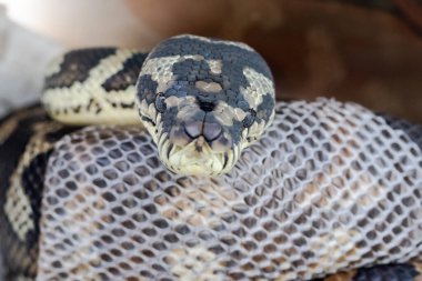 Australian Carpet Python sloughing skin clipart