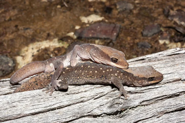 Australian Eastern Stone Eller Wood Gecko — Stockfoto