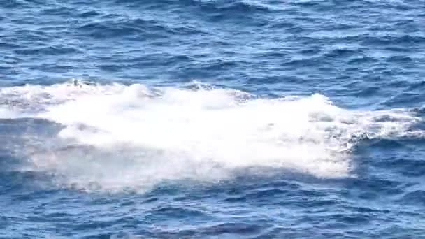 彼らは表面として彼らのブローホールから空気を吹くザトウクジラのポッド — ストック動画
