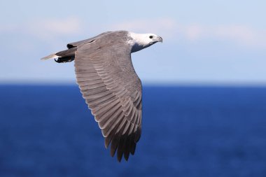 Beyaz karınlı Deniz Kartalı uçuyor