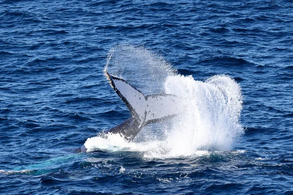 Humpback Φάλαινα Ουρά Χαστούκια Στην Επιφάνεια — Φωτογραφία Αρχείου