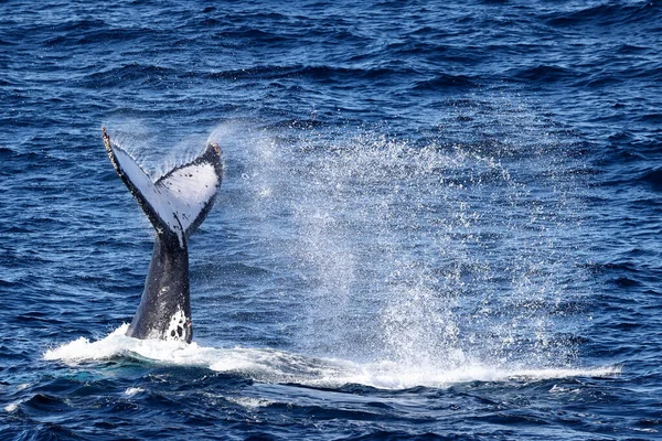 Humpback Φάλαινα Ουρά Χαστούκια Στην Επιφάνεια — Φωτογραφία Αρχείου