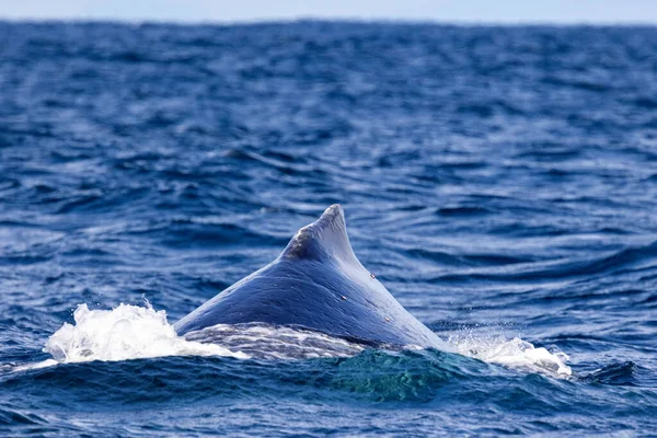 Φάλαινα Humpback Στην Επιφάνεια — Φωτογραφία Αρχείου