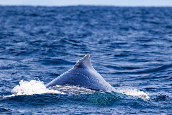Humpback Whale at the surface