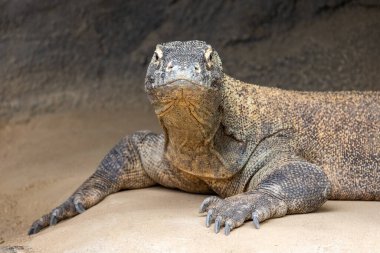 Komodo Ejderhası, kertenkeleyi tutsak aldı.